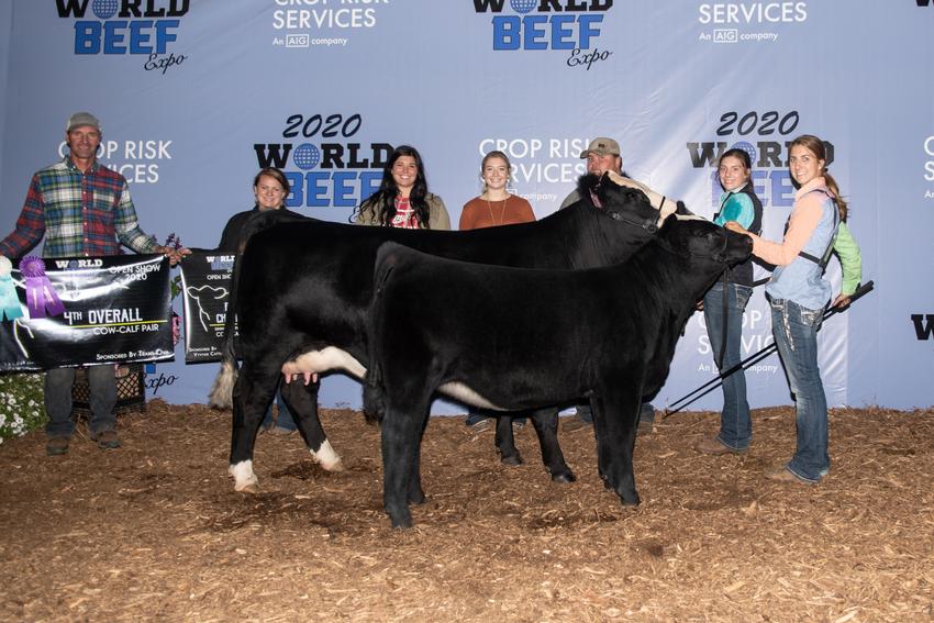 Champion Cow Calf Pairs